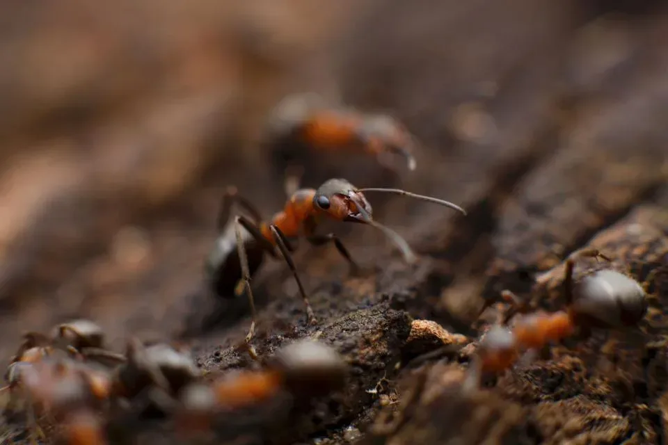 Ant — Pest Control